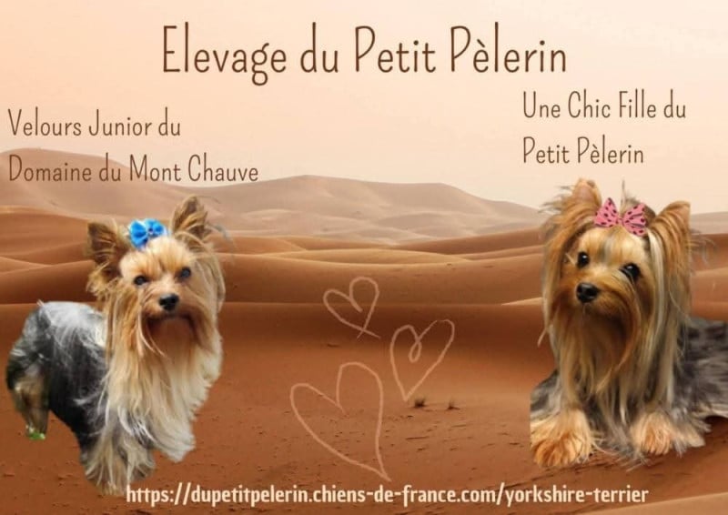 Yorkshire Terrier - Du Petit Pelerin