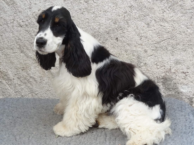 Hello ketty De montravel