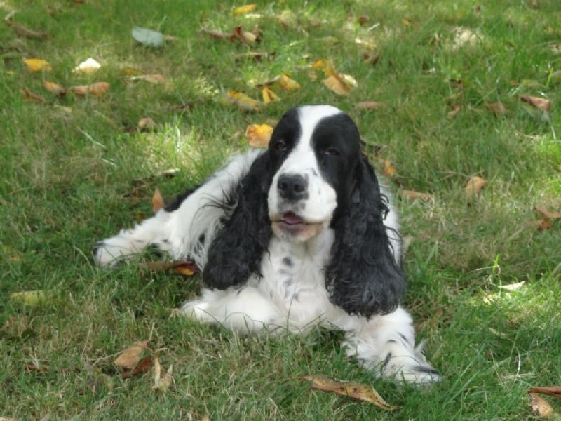 Faustine De montravel