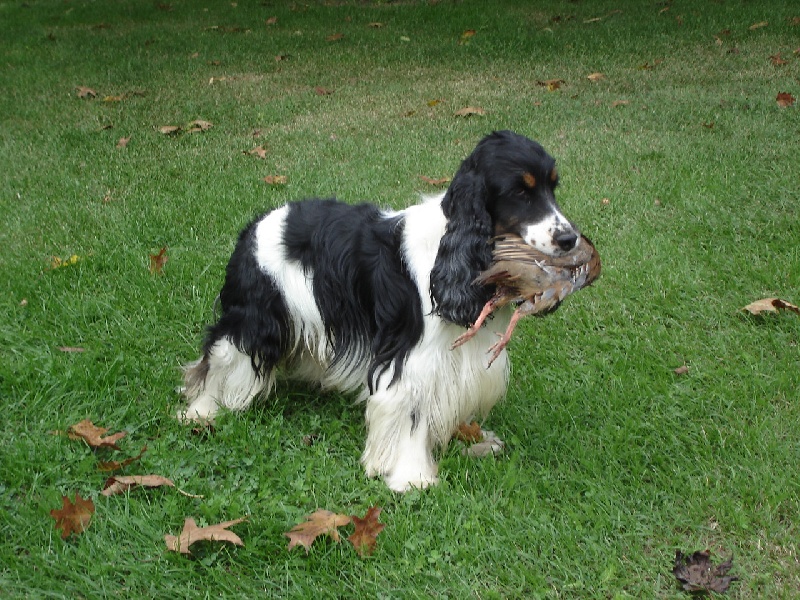 Alexios De montravel