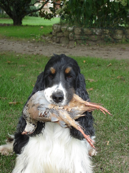 Alexios De montravel