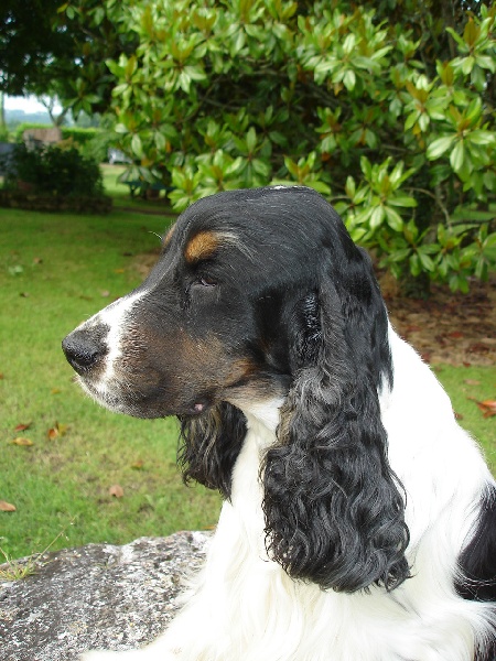 Alexios De montravel