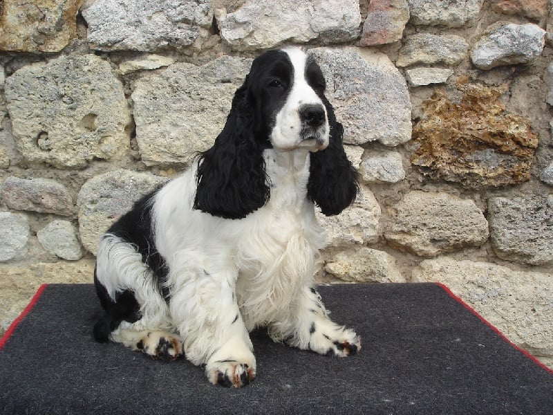 Faustine De montravel