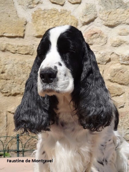 Faustine De montravel