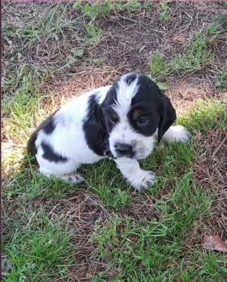 Les chiots de Cocker Spaniel Anglais