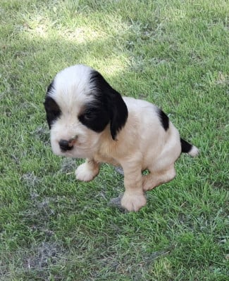 Les chiots de Cocker Spaniel Anglais