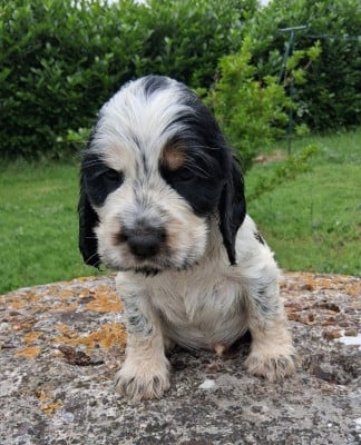 Les chiots de Cocker Spaniel Anglais