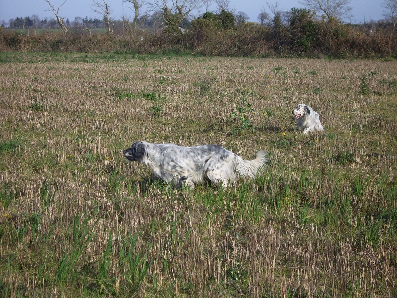 Publication : Des Sacos De Ronarc'h Auteur : Yves LETALLEC