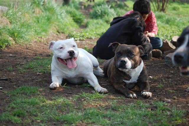 Publication : cynospirit