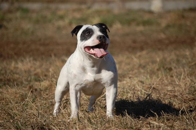 Publication : cynospirit