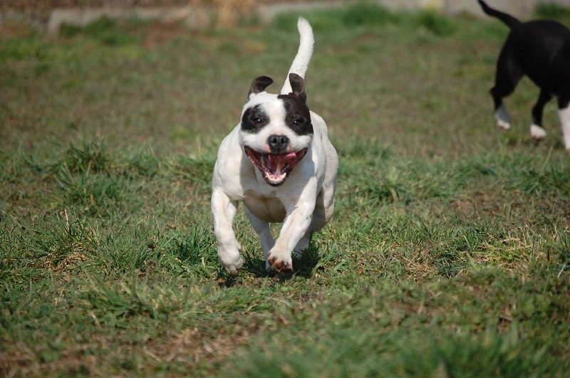 Publication : cynospirit