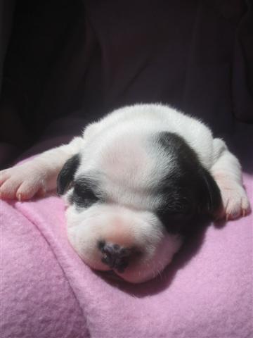 Publication : cynospirit