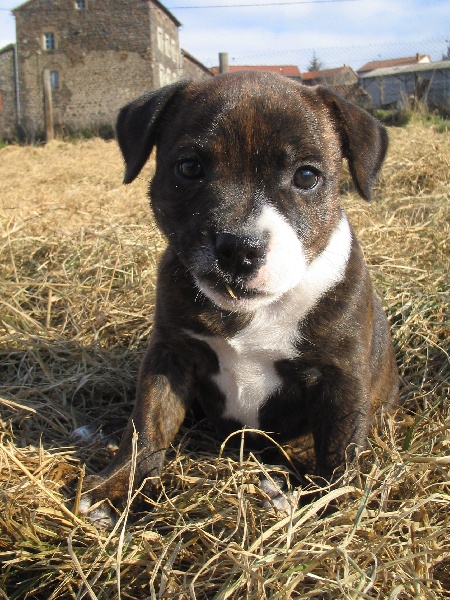 Publication : cynospirit