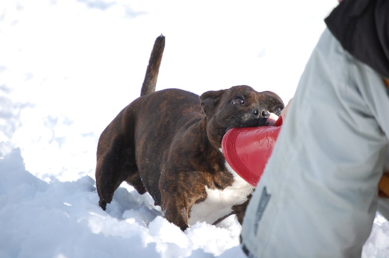 Publication : cynospirit