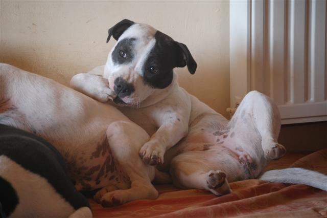 Publication : cynospirit