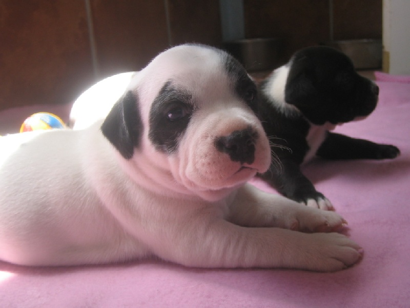 Publication : cynospirit