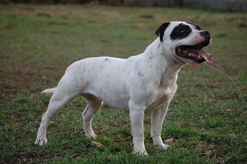 Publication : cynospirit