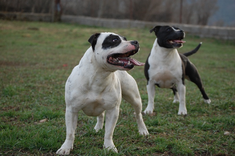 Publication : cynospirit