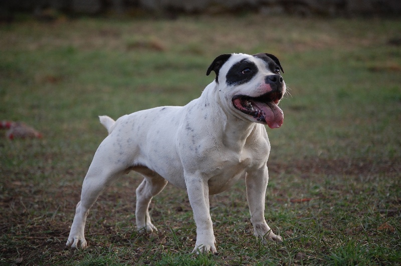 Publication : cynospirit