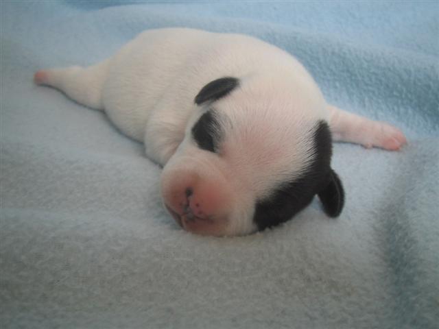 Publication : cynospirit