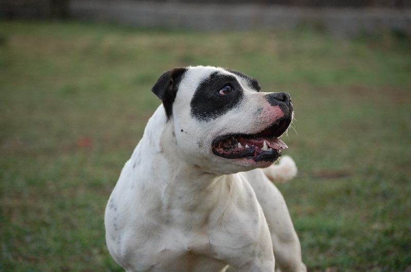 Publication : cynospirit