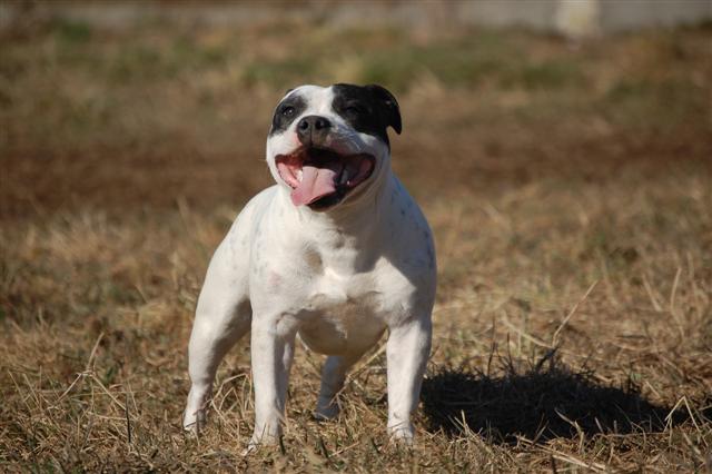 Publication : cynospirit