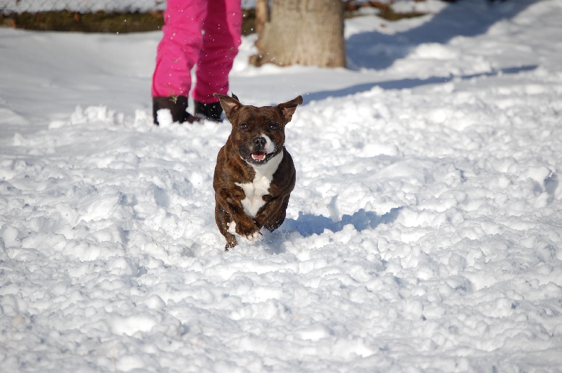 Publication : cynospirit