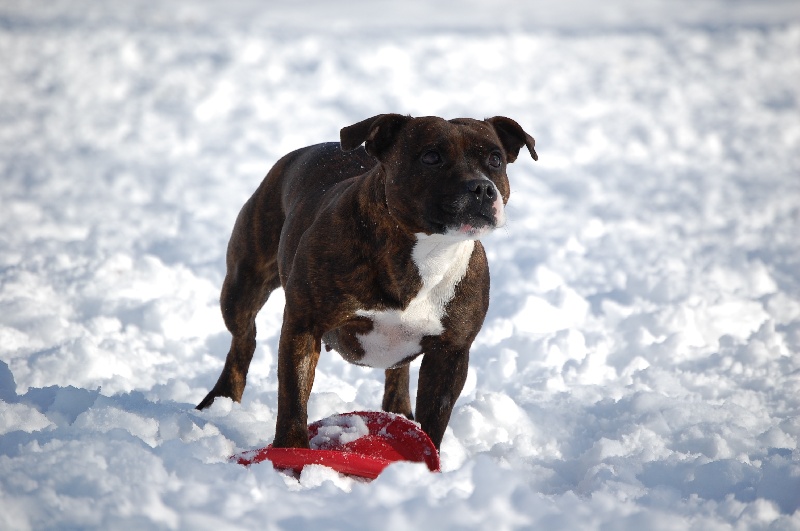 Publication : cynospirit