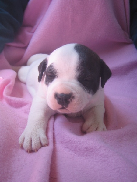 Publication : cynospirit