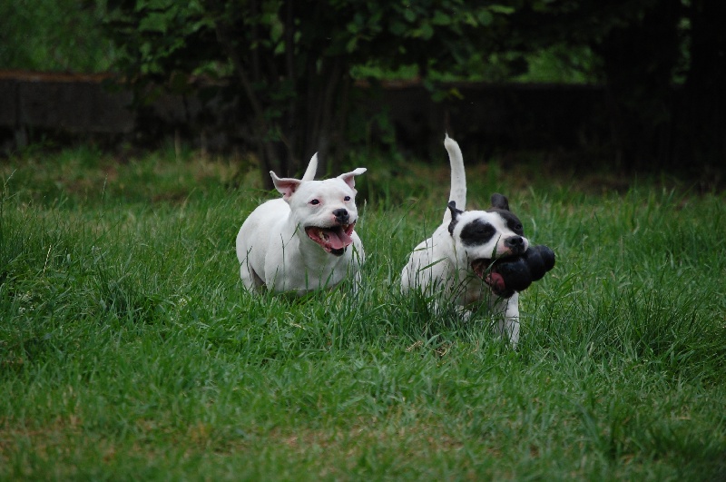 Publication : cynospirit