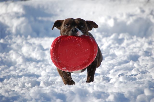 Publication : cynospirit