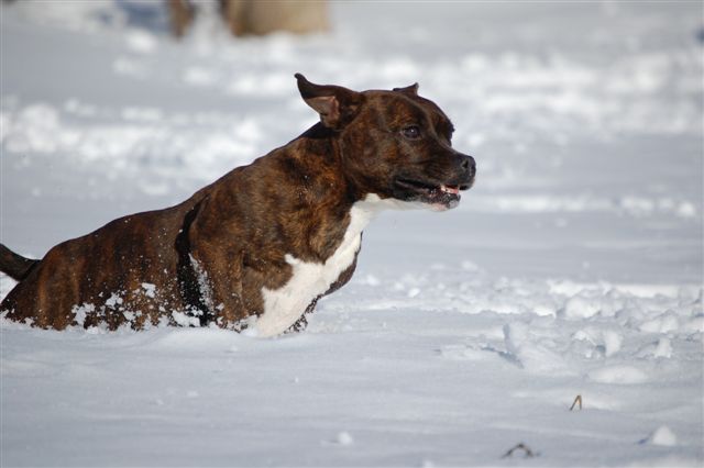 Publication : cynospirit