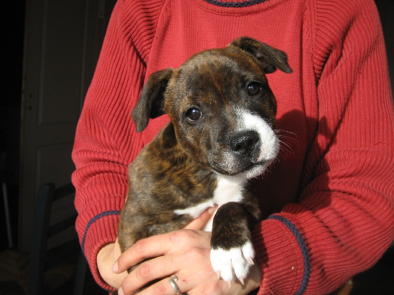 Publication : cynospirit