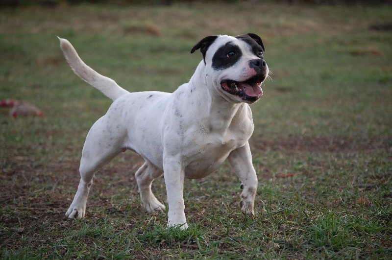 Publication : cynospirit