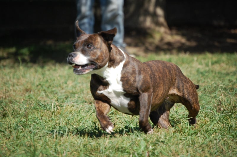 Publication : cynospirit