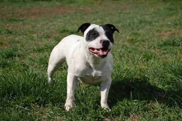 Publication : cynospirit