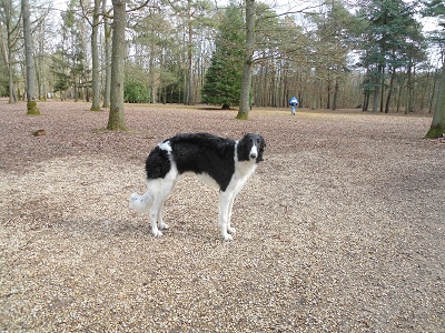 Publication : De La Zingarella