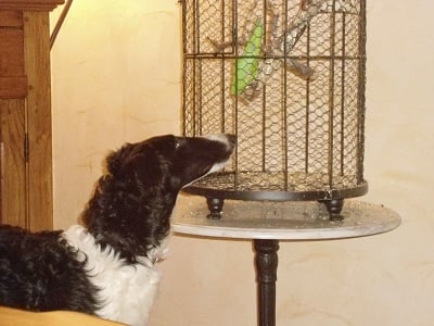 Publication : De La Zingarella