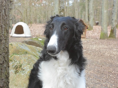 Publication : De La Zingarella