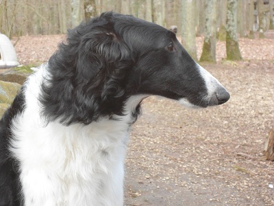 Publication : De La Zingarella