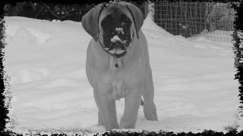 CH. L'or La Vallée Des Mountches