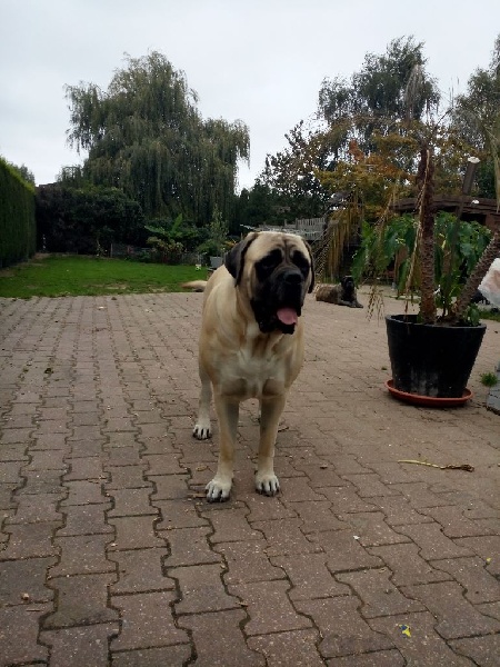 CH. L'or La Vallée Des Mountches