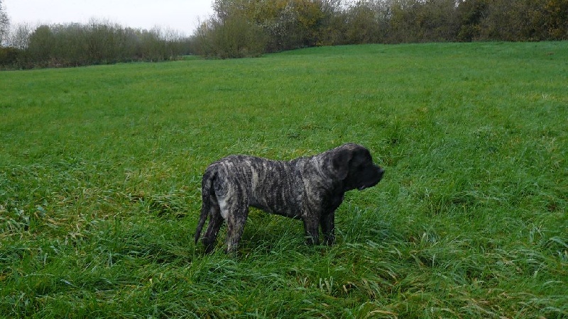 New-angel Jacpas Que Du Bonheur