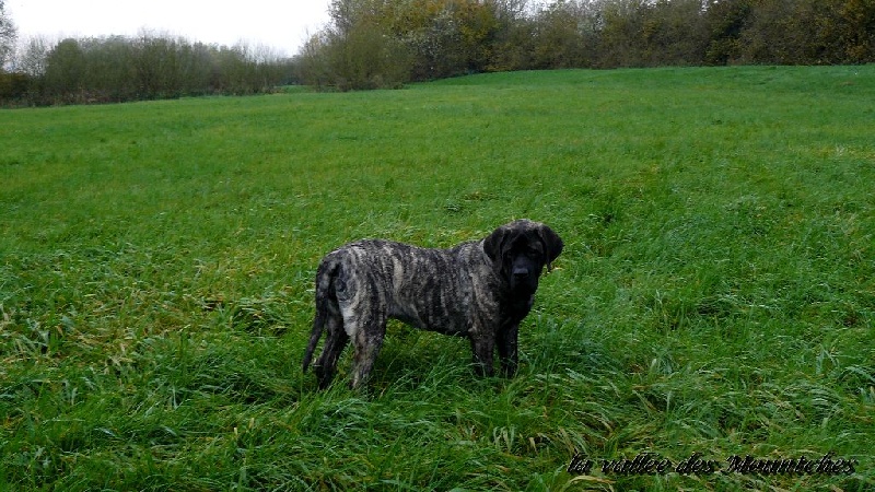 New-angel Jacpas Que Du Bonheur