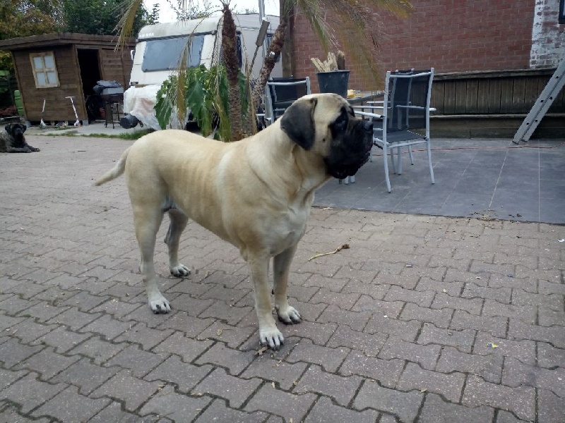 CH. L'or La Vallée Des Mountches