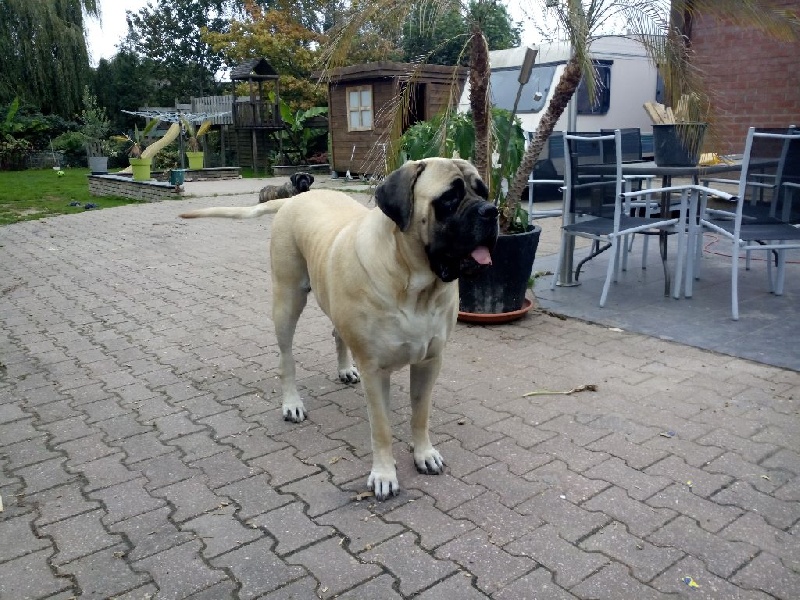 CH. L'or La Vallée Des Mountches