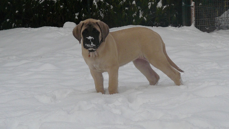 CH. L'or La Vallée Des Mountches