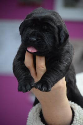 Les chiots de Mastiff