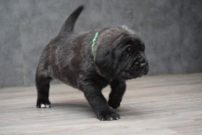 Les chiots de Mastiff