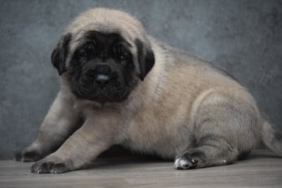 Les chiots de Mastiff